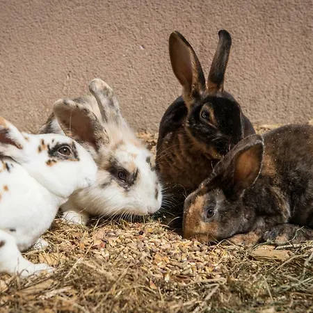Konukevi Schrempfgut Flachau