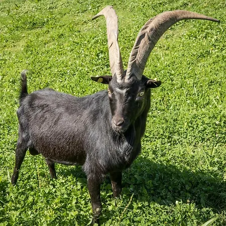 Pensjonat Schrempfgut 3*