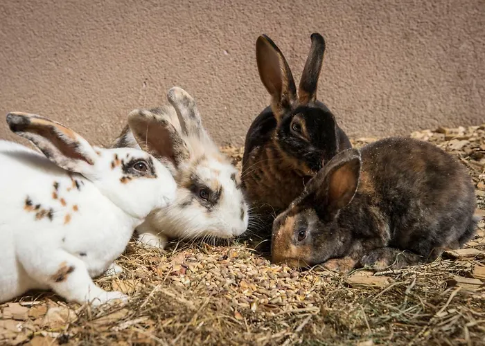 Pensjonat Schrempfgut Flachau