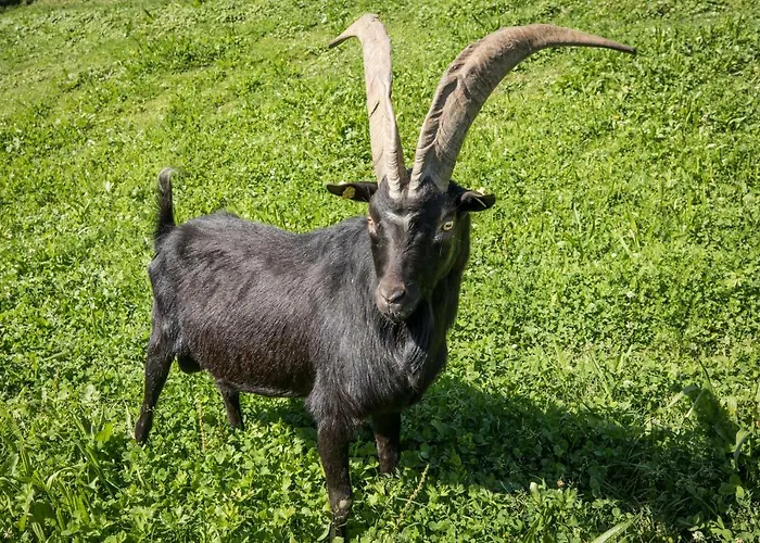 Gasthuis Schrempfgut 3*